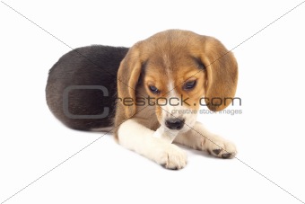  beagle pup chewing