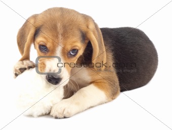 pup chewing on it's fur ball