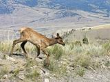 Blurred Yellowstone Fauna in Motion