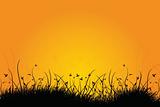 Amazing natural sunrise landscape with grass silhouette