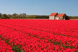 House and field of red tulips