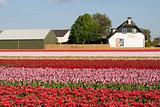 Dutch flower industry