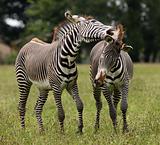 Zebra fighting