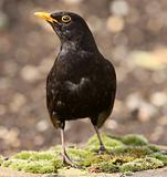 Male Blackbird