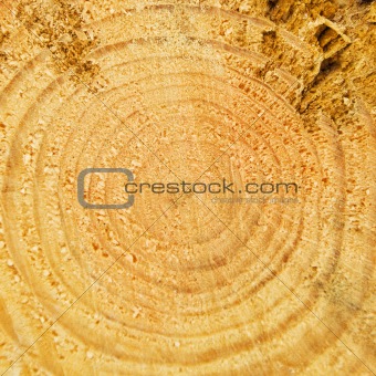 Cut of tree trunk with annual rings