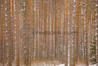 Pine winter forest - trunks of trees