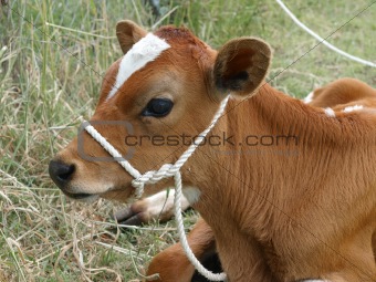 Red and White Calf