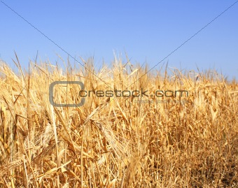 Crop of rye