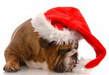 santa with attitude - english bulldog wearing santa hat
