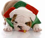 seven week old english bulldog puppy wearing christmas scarf