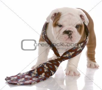 seven week old male english bulldog wearing mans tie