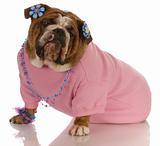 female english bulldog wearing pink clothing and jewellery