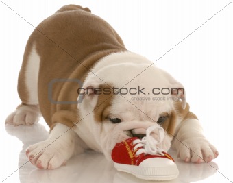 seven week english bulldog puppy chewing on a small shoe