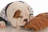 sports fan - english bulldog puppy wearing jearsey chewing on baseball glove