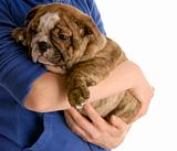 person holding on to english bulldog puppy on white background