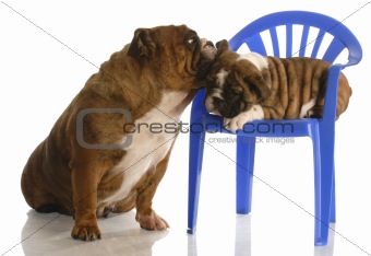 english bulldog mother with eight week old puppy