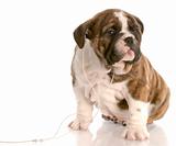 english bulldog puppy listening to headphones on white background