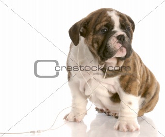 english bulldog puppy listening to headphones on white background