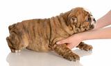 young english bulldog puppy being picked up with reflection on white background