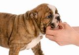 taking something out of puppies mouth - english bulldog - eight weeks