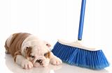 messy dog - english bulldog puppy laying beside a blue broom