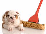english bulldog puppy laying beside a sponge mop