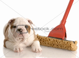 english bulldog puppy laying beside a sponge mop