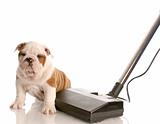 cleaning up after puppy - english bulldog puppy sitting beside vacuum