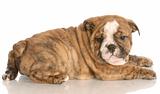 eight week old red brindle english bulldog puppy laying down