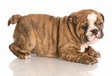 eight week old red brindle english bulldog puppy playing