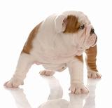 seven week old english bulldog puppy standing looking to side with reflection on white background