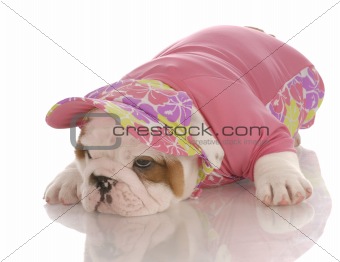 seven week old english bulldog puppy wearing matching shirt and hat