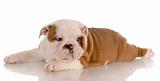seven week old red and white english bulldog puppy laying down with reflection on white background