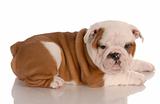 red and white eight week old english bulldog puppy with reflection on white background