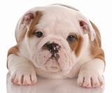 eight week old english bulldog puppy laying down on white background