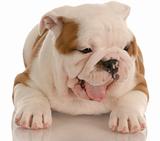 english bulldog puppy with cute expression - eight weeks old