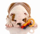 eight week old english bulldog puppy playing with colorful dog toy