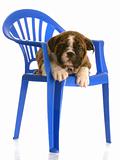 english bulldog puppy sitting on a blue plastic childs chair