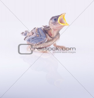 brood sparrow