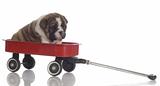 puppy sitting in red wagon