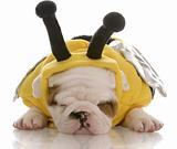 puppy dressed up as a bee