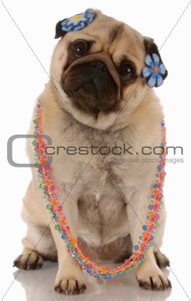 female dog - fawn pug wearing female jewellery