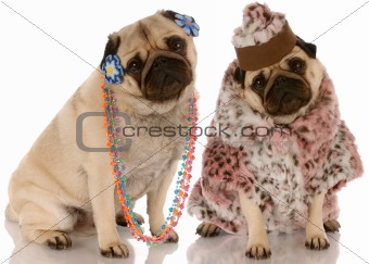 best friends - two pug girlfriends dressed up in fashionable clothing