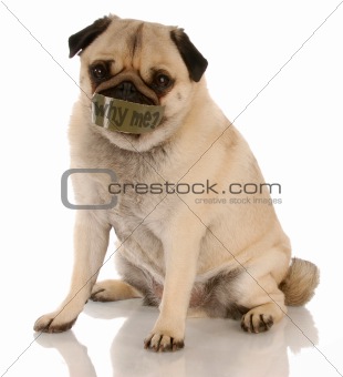 animal abuse or neglect - pug with tape on mouth ... why me?