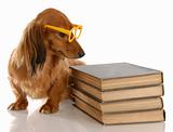 dog obedience - miniature dachshund sitting beside stack of books