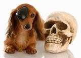 long haired miniature dachshund wearing eye patch laying beside skull