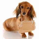 long haired miniature dachshund wearing cardboard sign around neck