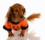 miniature long haired dachshund dressed up for halloween