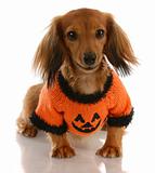 long haired miniature dachshund wearing festive pumpkin sweater