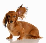 long haired miniature dachshund with one ear standing up listening